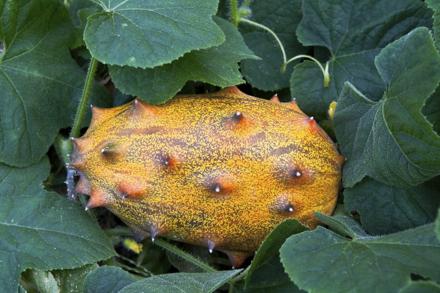 Yellow Cucumis Metuliferus Vegetable Seeds Planting