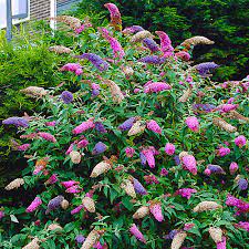 Mix Buddleia Davidii Seeds For Planting - Butterfly Bush Variety Plant Seeds