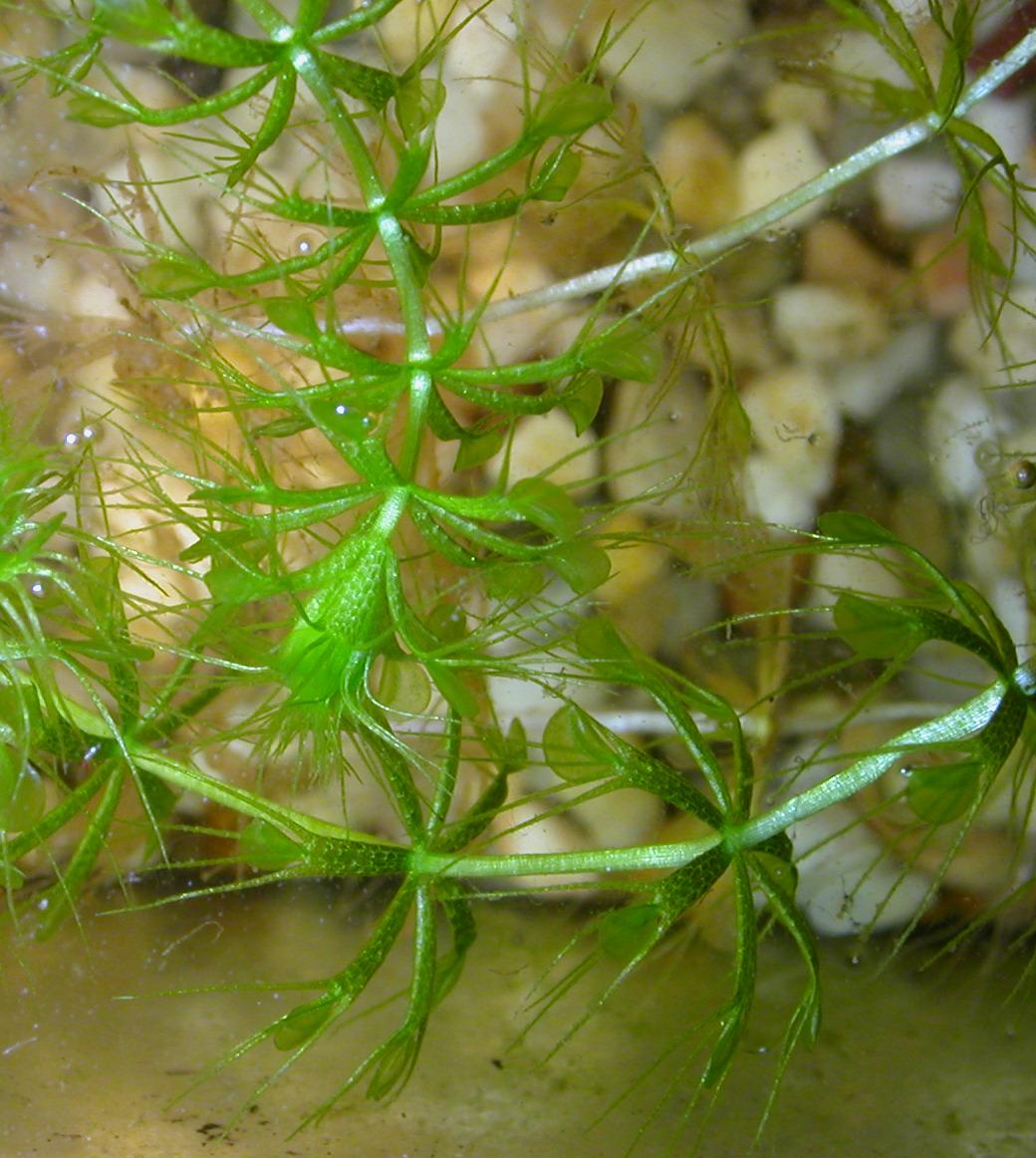 Aldrovanda Vesiculosa Seeds For Planting - Aquatic Carnivorous Plant