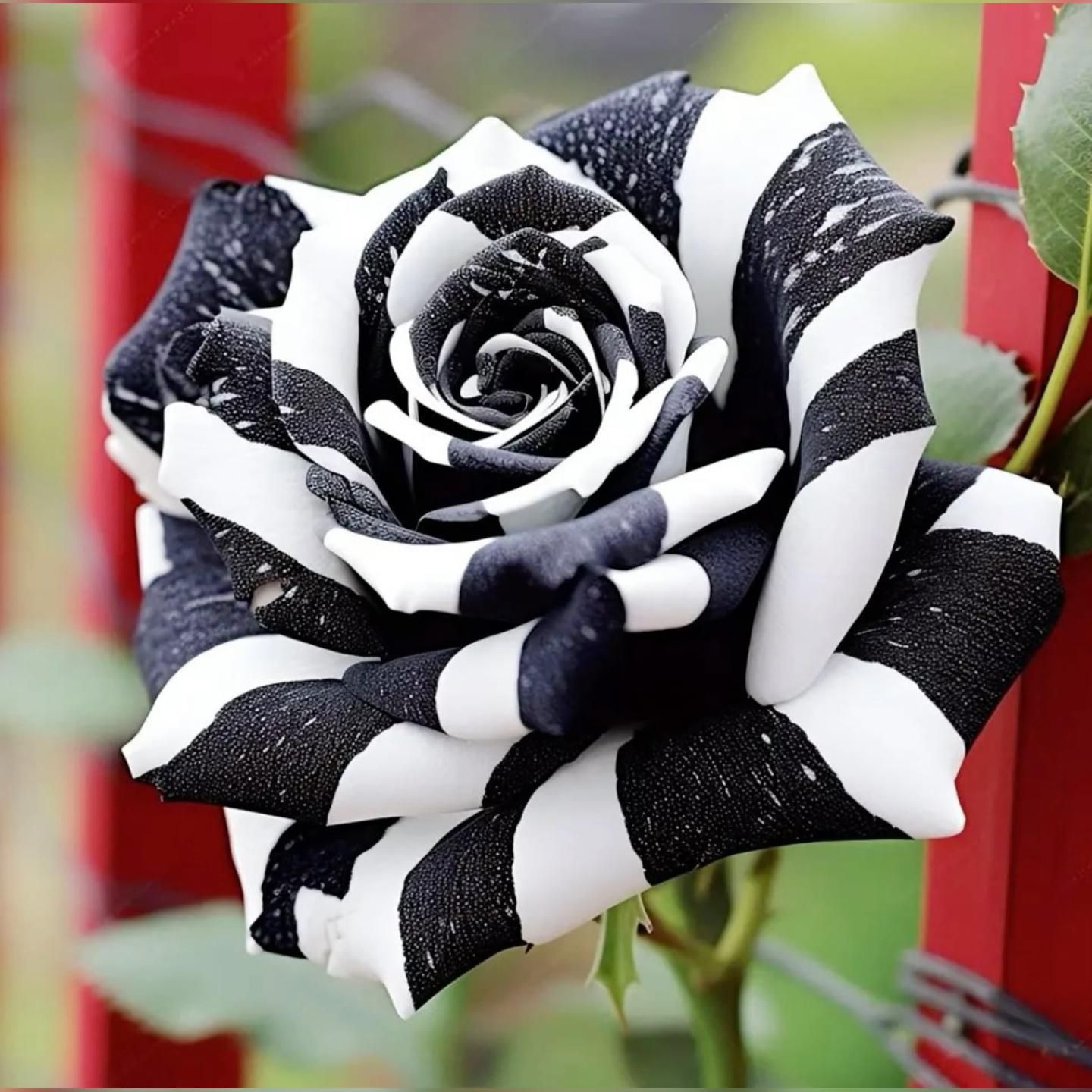 Rare Black And White Rose Seeds For Unique Planting