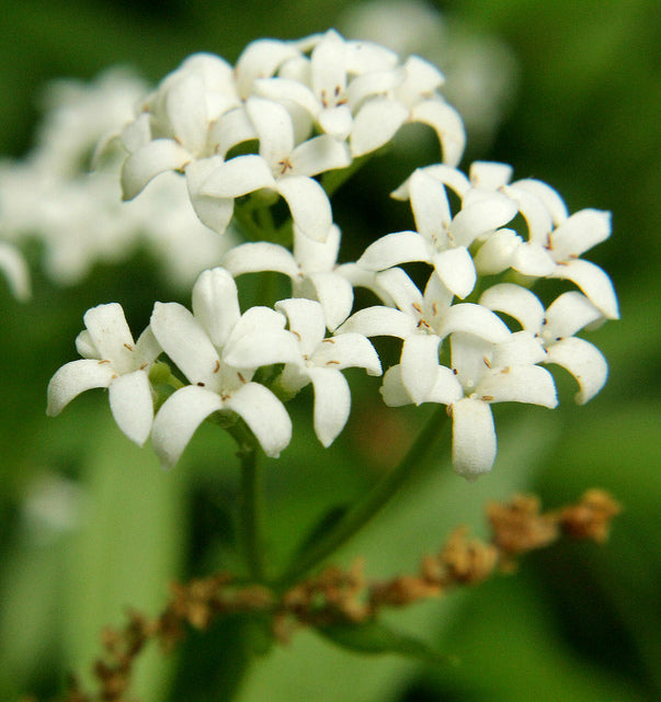 Asperula Flower Seeds For Planting Delicate Blooms