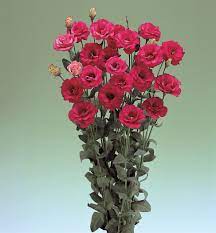 Red Eustoma Flower Seeds - Elegant Blooms For Planting