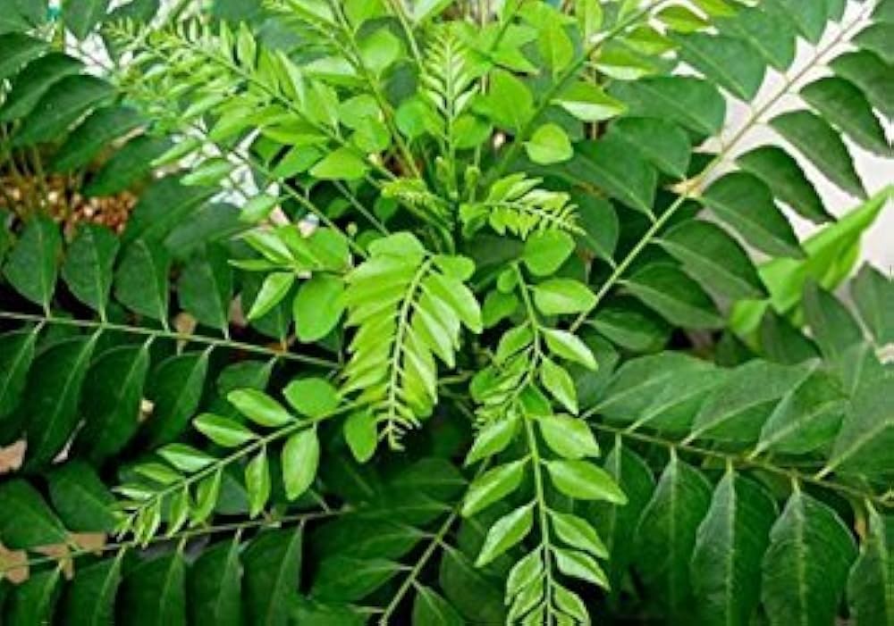 Murraya Koenigii Tree Seeds For Planting - Grow Your Own Curry Leaf Plant Seeds