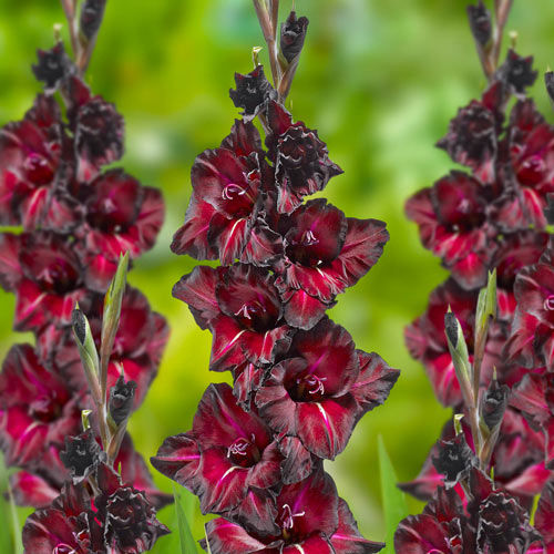 Gladiolus (Gladiolus Bulbs) seeds for planting in home garden