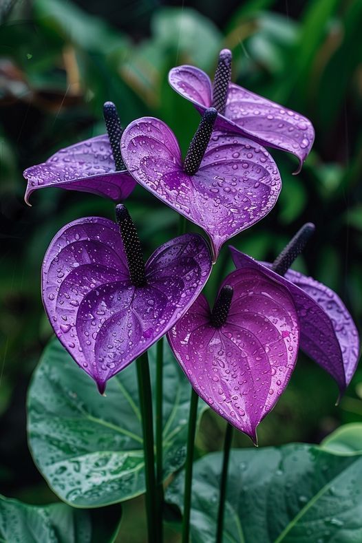 Violet Anthurium Flower Seeds Flower seeds for Planting Seasonal Bloomer Heirloom & GMO Free Seeds for Home Garden 
 
 Sale for planting in home garden