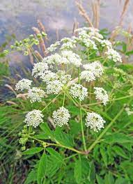 Cicuta Maculata Seeds For Planting