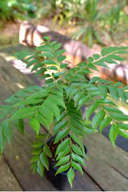 Murraya Koenigii Tree Seeds For Planting - Grow Your Own Curry Leaf Plant Seeds