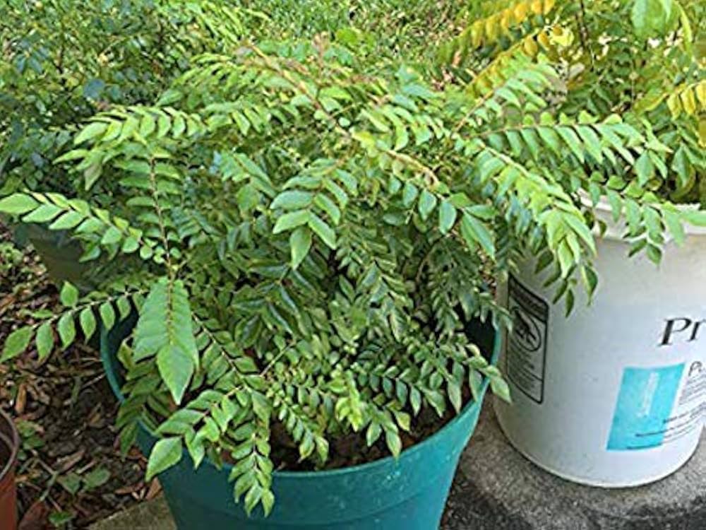 Murraya Koenigii Tree Seeds For Planting - Grow Your Own Curry Leaf Plant Seeds