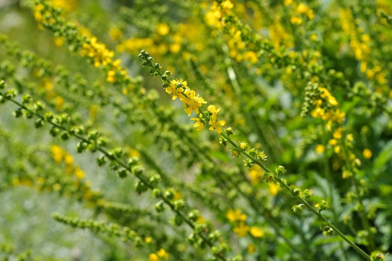 Agrimonia Planting Flower Seeds For Herbal Gardens