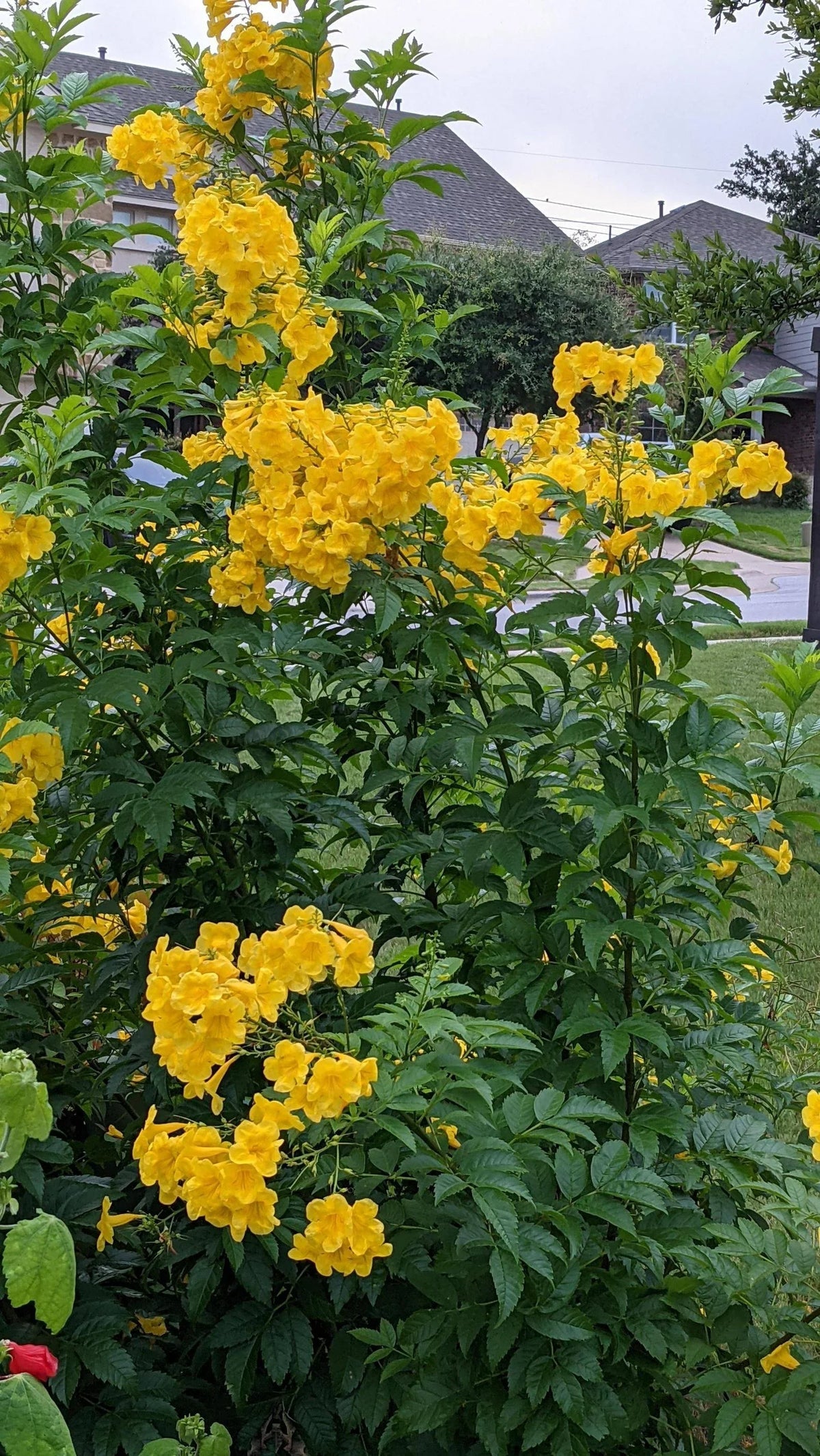 Esperanza Flower seeds for Planting - Vibrant Colors, Heirloom & GMO Free Seeds for Home Garden
 
 Sale seeds for home garden