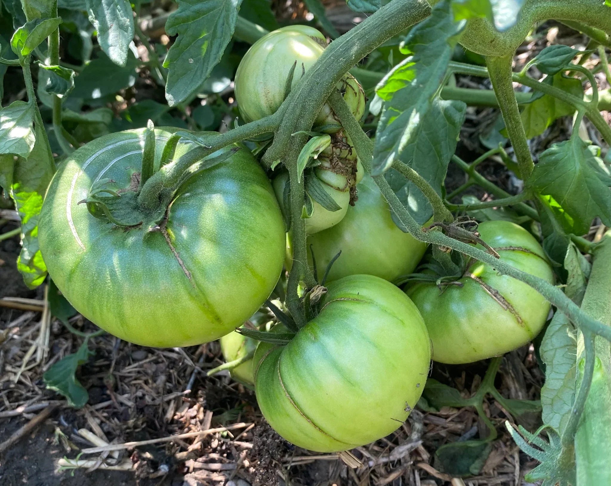 Tomato Seeds Vegetable Planting Dark Green