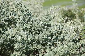 Saltbush Tree Seeds Planting Hardy