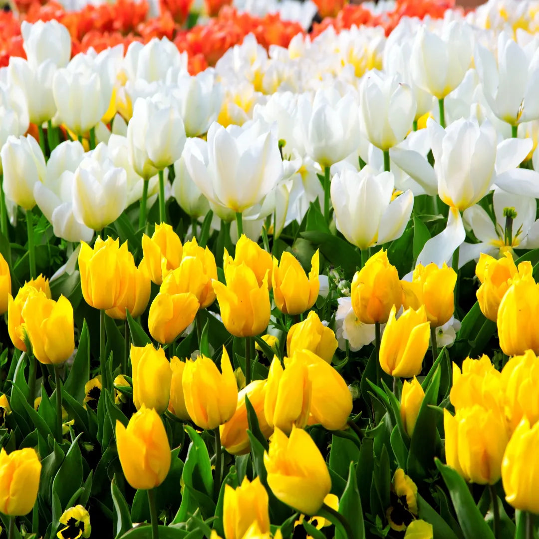 White And Yellow Tulip Flower Seeds For Vibrant Garden Planting