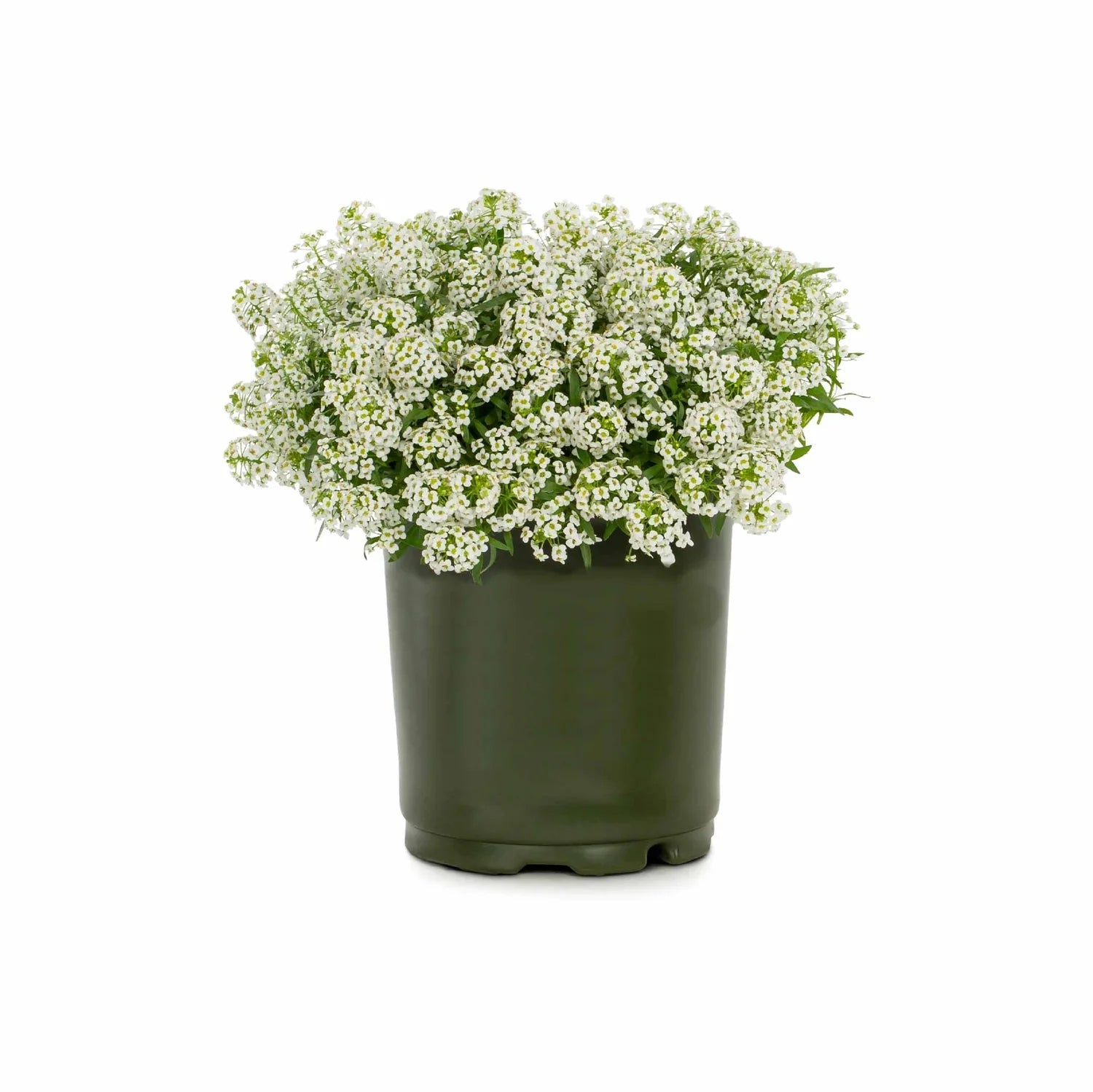 Alyssum Flower Seeds: Plant For Vibrant Blooms Seeds