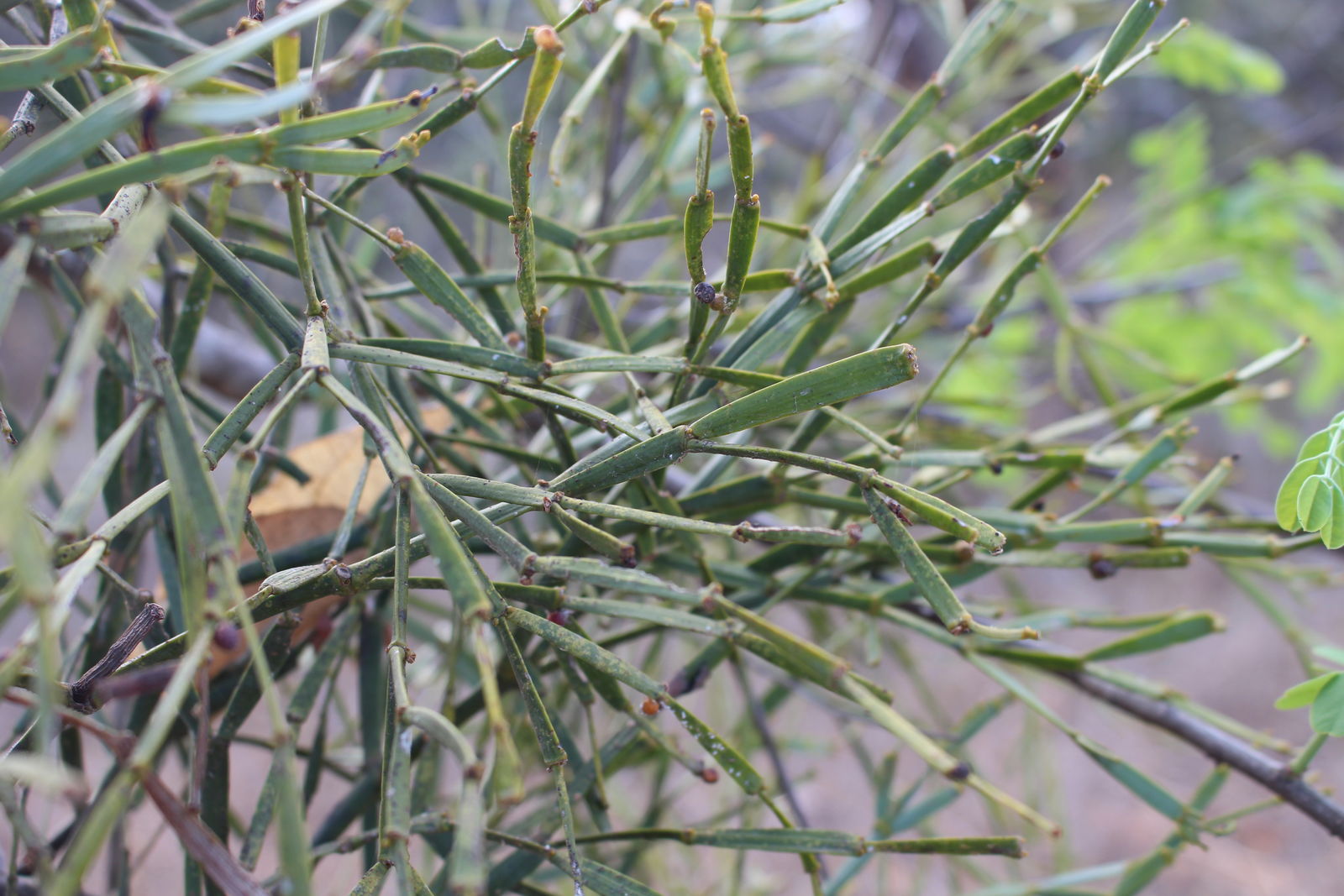 Viscum Articulatum Planting Mistletoe Seeds: Grow Your Own Festive Decor Seeds