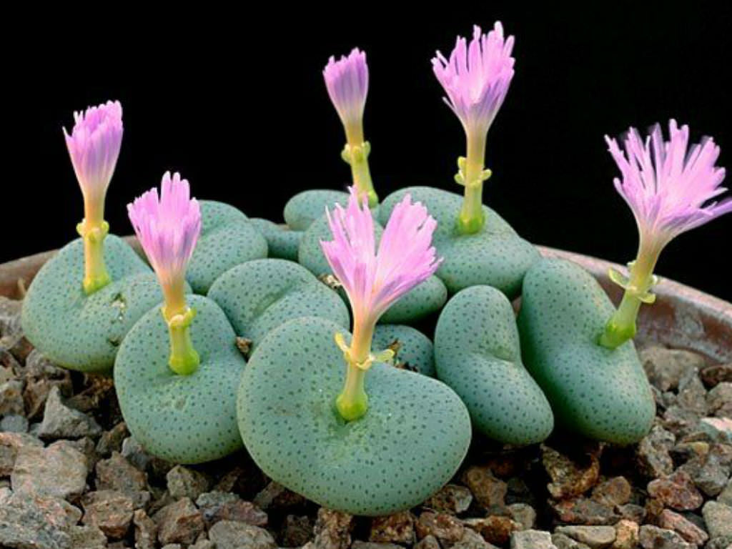 Conophytum Flower seeds for Planting - Long Bloom Season, Heirloom & GMO Free Seeds for Home Garden
 
 Sale seeds for planting in home garden
