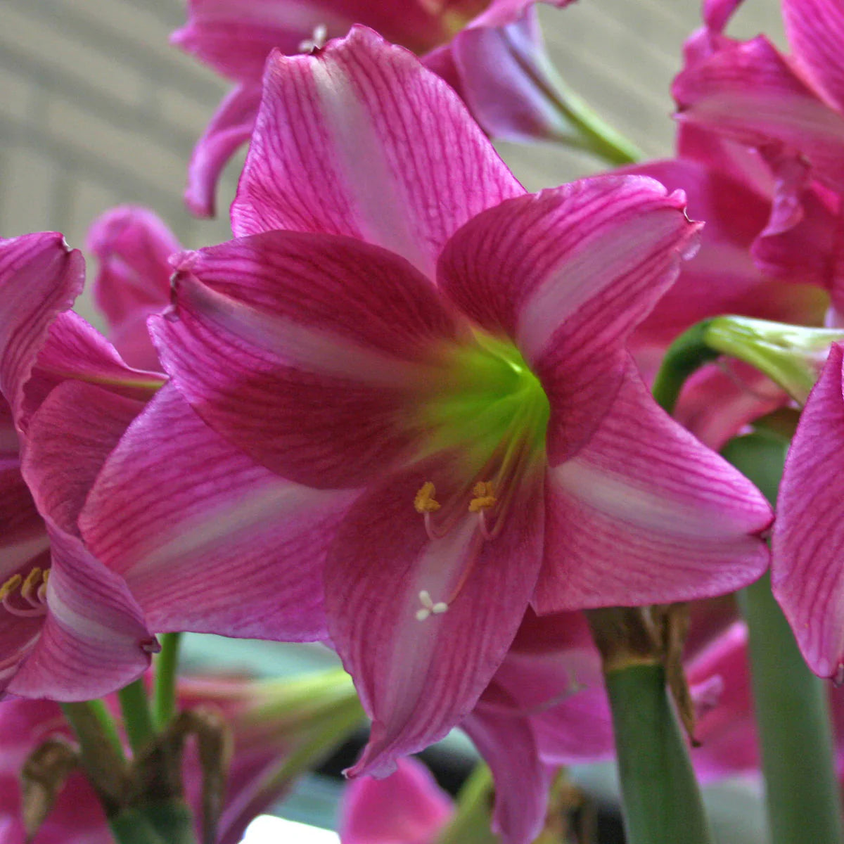 Plant Dark Pink Amaryllis Barbados Seeds For Stunning Blooms