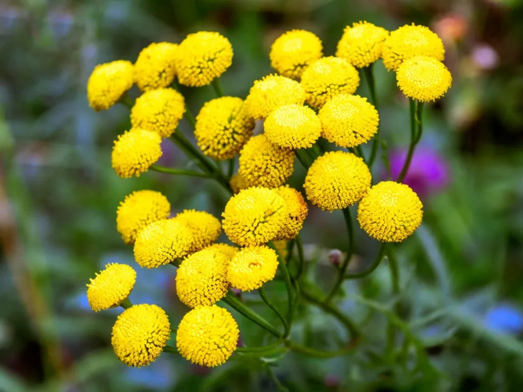 Tansy Flower seeds for Planting Compact Growth Heirloom & GMO Free Seeds for Home Garden 
 
 Sale for planting in home garden