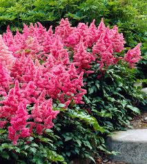 Astilbe Flower Seeds Planting Guide: Tips For Successful Growth