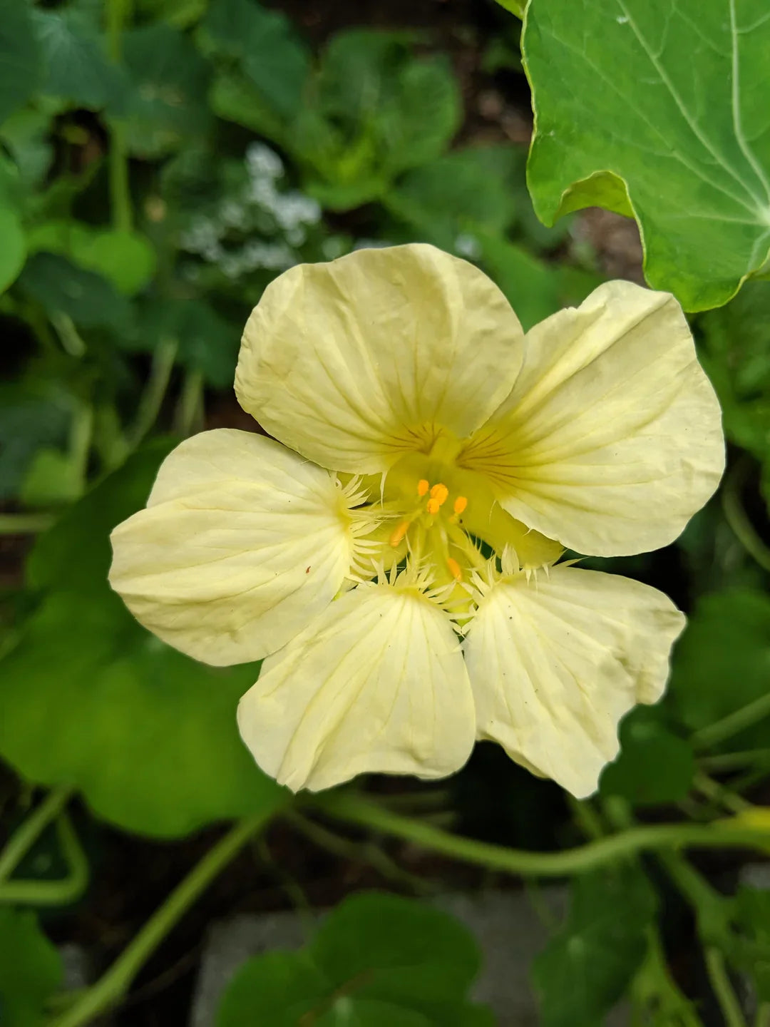 Light Yellow Nasturtium Seeds For Easy Planting – Beautiful Blooms Flower