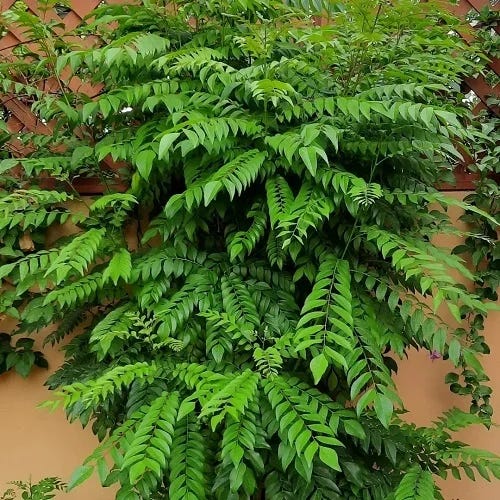 Murraya Koenigii Tree Seeds For Planting - Grow Your Own Curry Leaf Plant Seeds