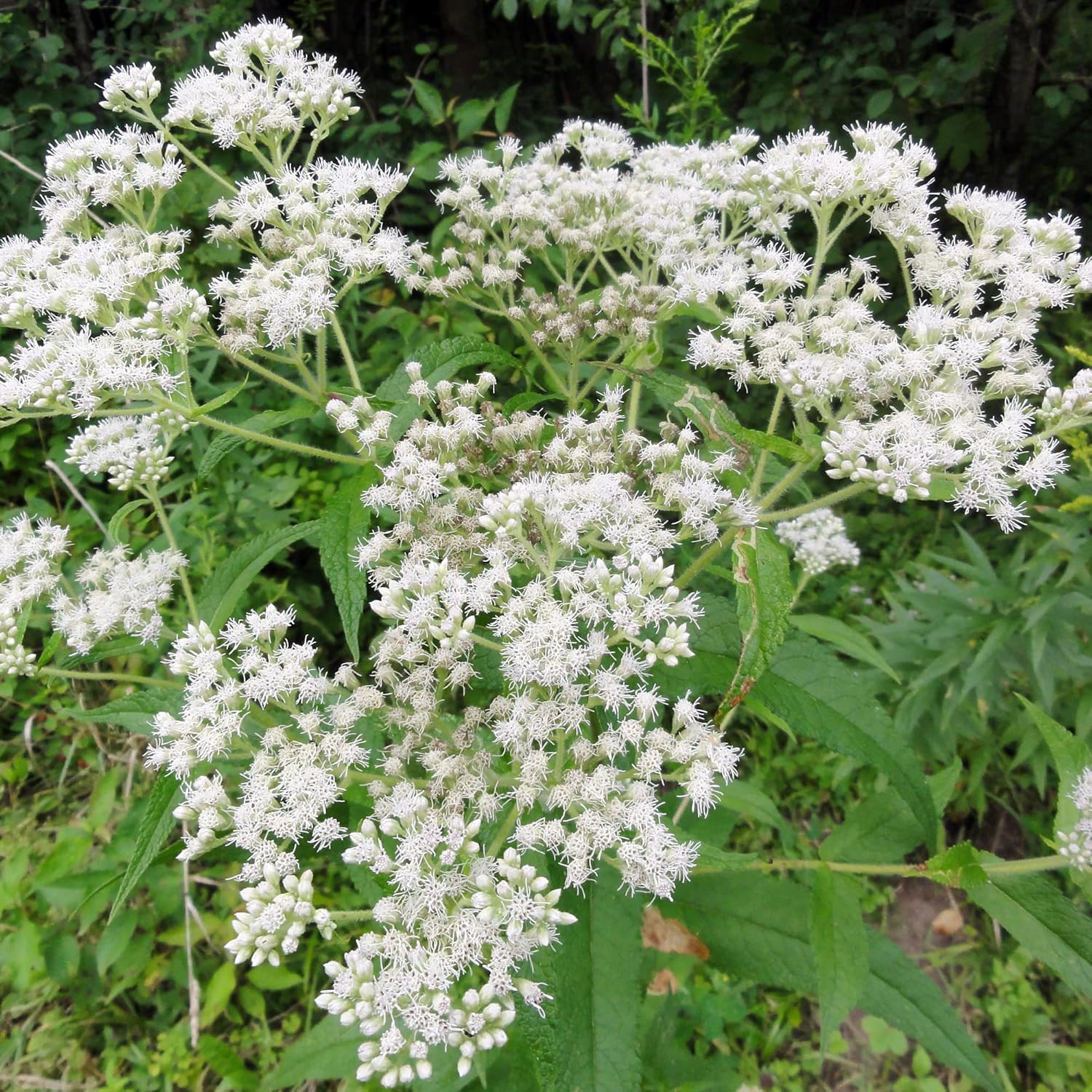 Boneset Seeds Eupatorium Perfoliatum For Planting Attracts Bee & Butterfly Pollinator Garden Flower