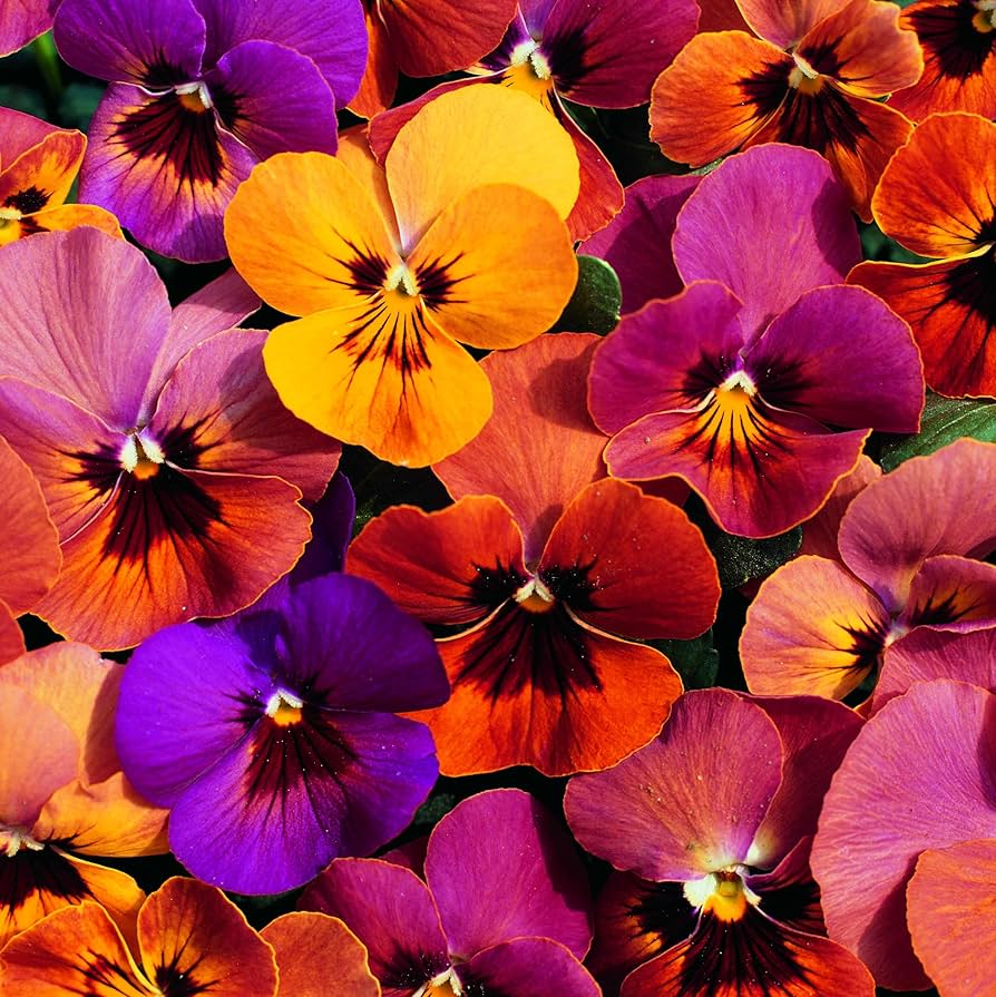 Pansy Viola tricolor for planting in flower bed