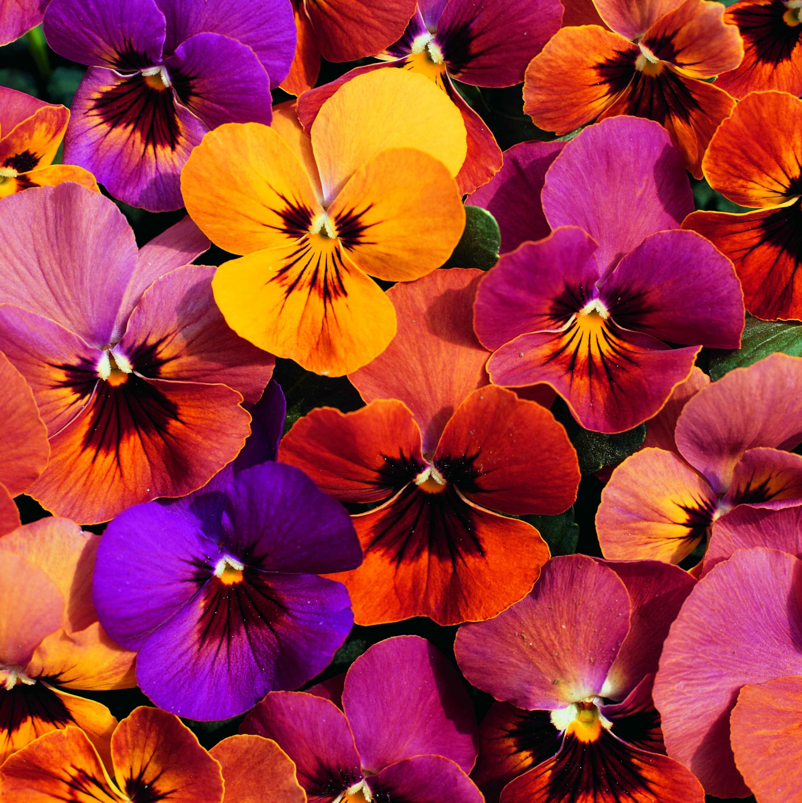 Viola Angel Amber Kiss flower seeds for soft amber-colored blooms