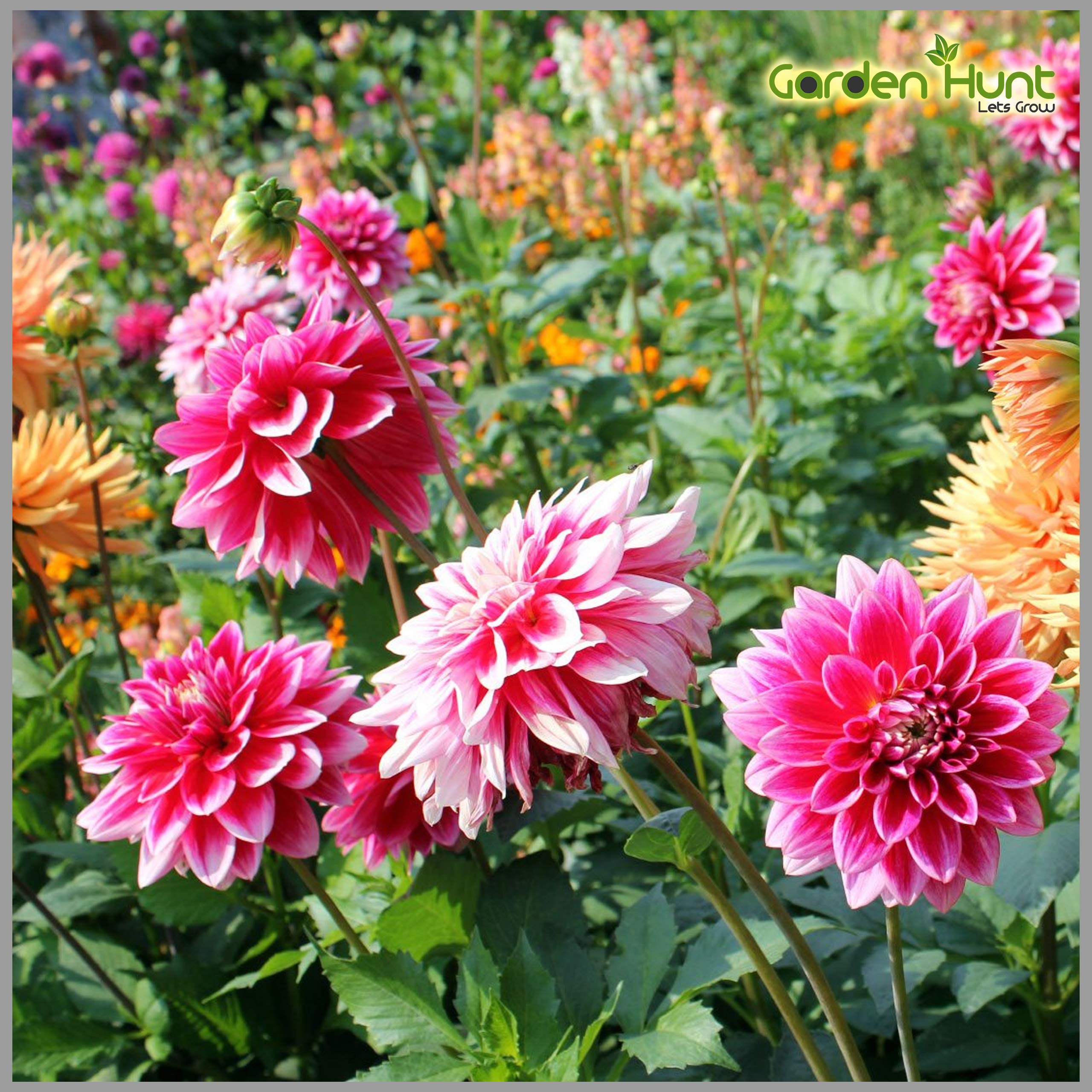 Tango mixed flower seeds for planting