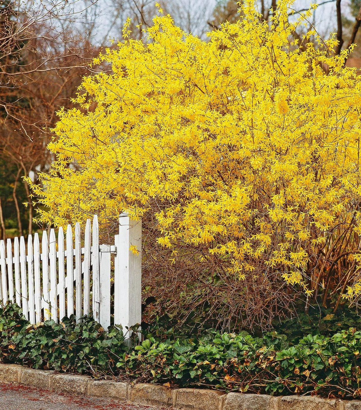 Forsythia (Forsythia Hampshire) seeds for planting in home garden