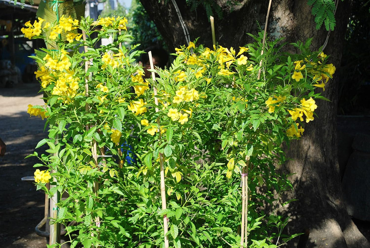 Yellow Flower Pot Flower seeds for Planting - Cut Flower Favorite, Heirloom & GMO Free Seeds for Home Garden
 
 Sale seeds for home garden