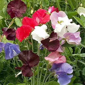 Lathyrus Sweet Pea Mix seeds for fragrant blooms