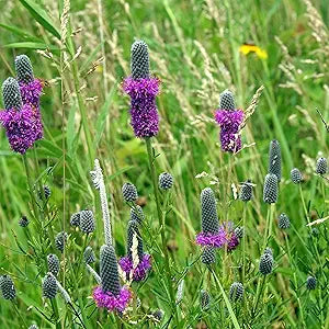 Purple Prairie Clover seeds for purple flowers