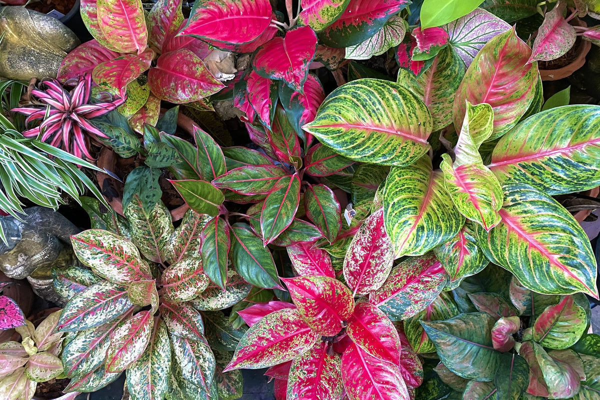 Pink Aglaonema Flower seeds for Planting - Seasonal Bloomer, Heirloom & GMO Free Seeds for Home Garden
 
 Sale for planting in home garden.