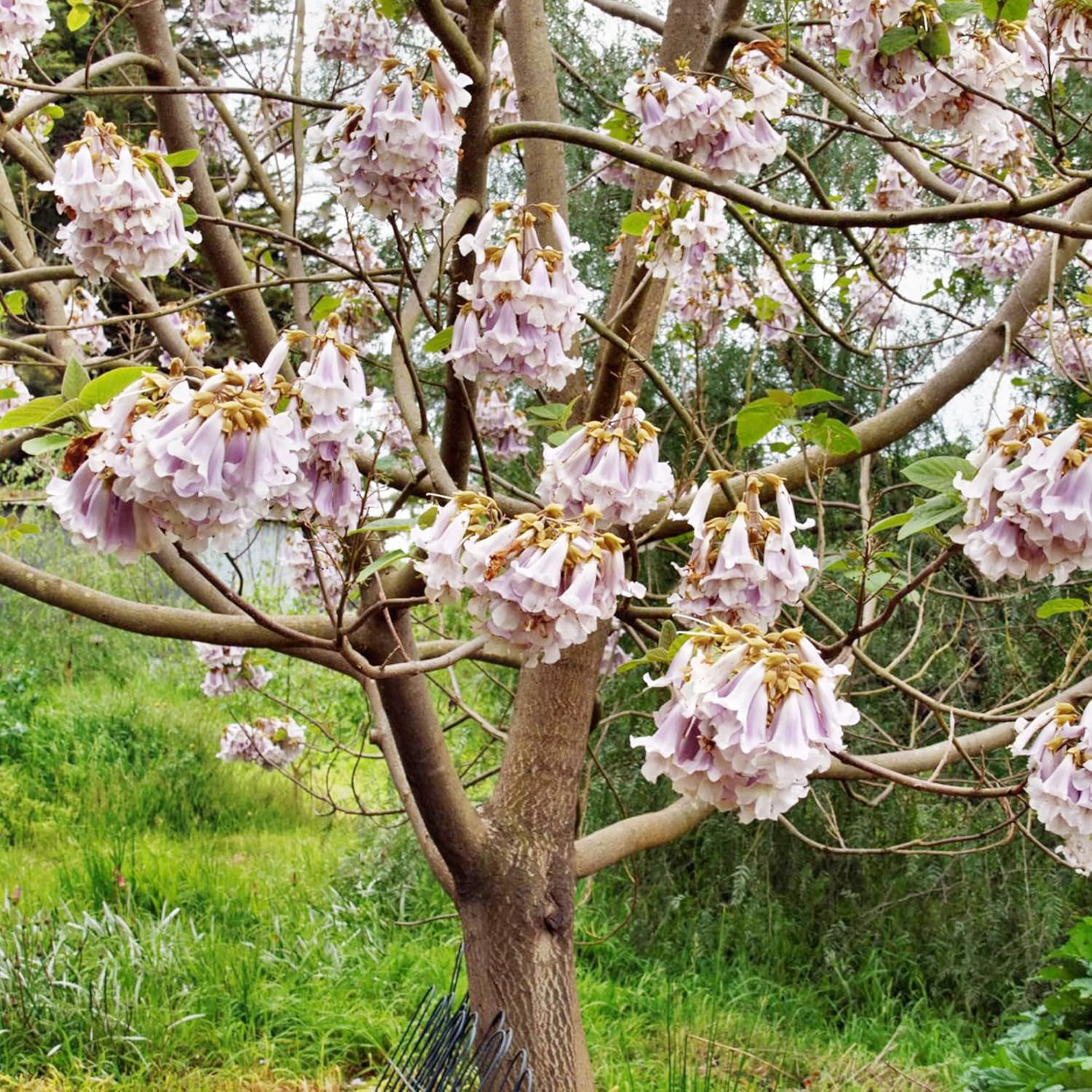 Paulownia Fortunei Seeds Empress Tree Royal Fast Growing Deciduous Fragrant Attract Pollinators