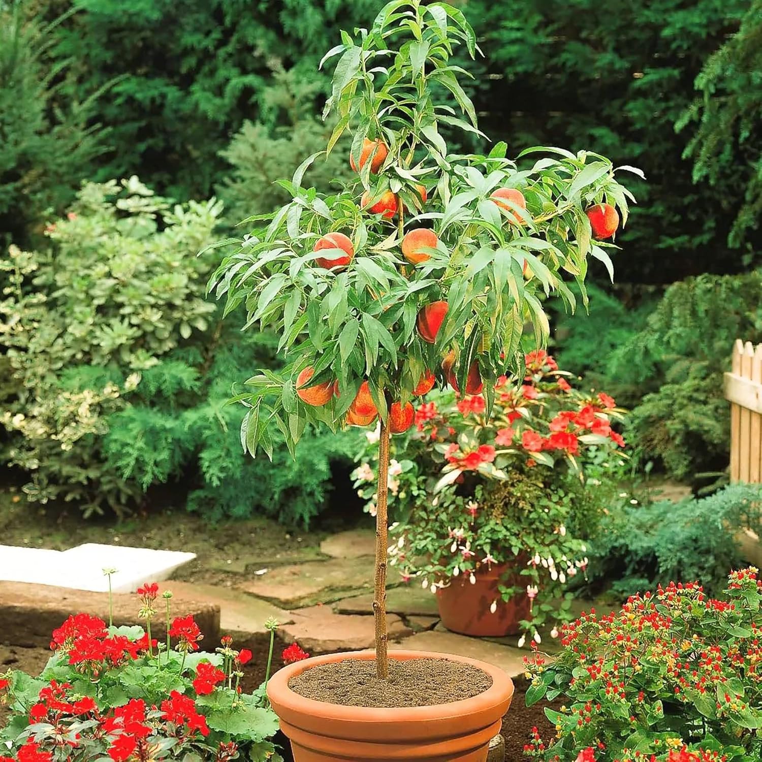 Dwarf Peach Tree Seeds Gmo Free Fruits Seed For Small Gardens Patios Balconies And Even Indoor