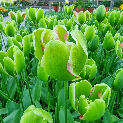 Green Tulip Flower Seeds For Planting