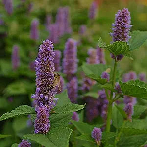 Lavender Lavandula angustifolia for planting in herb garden