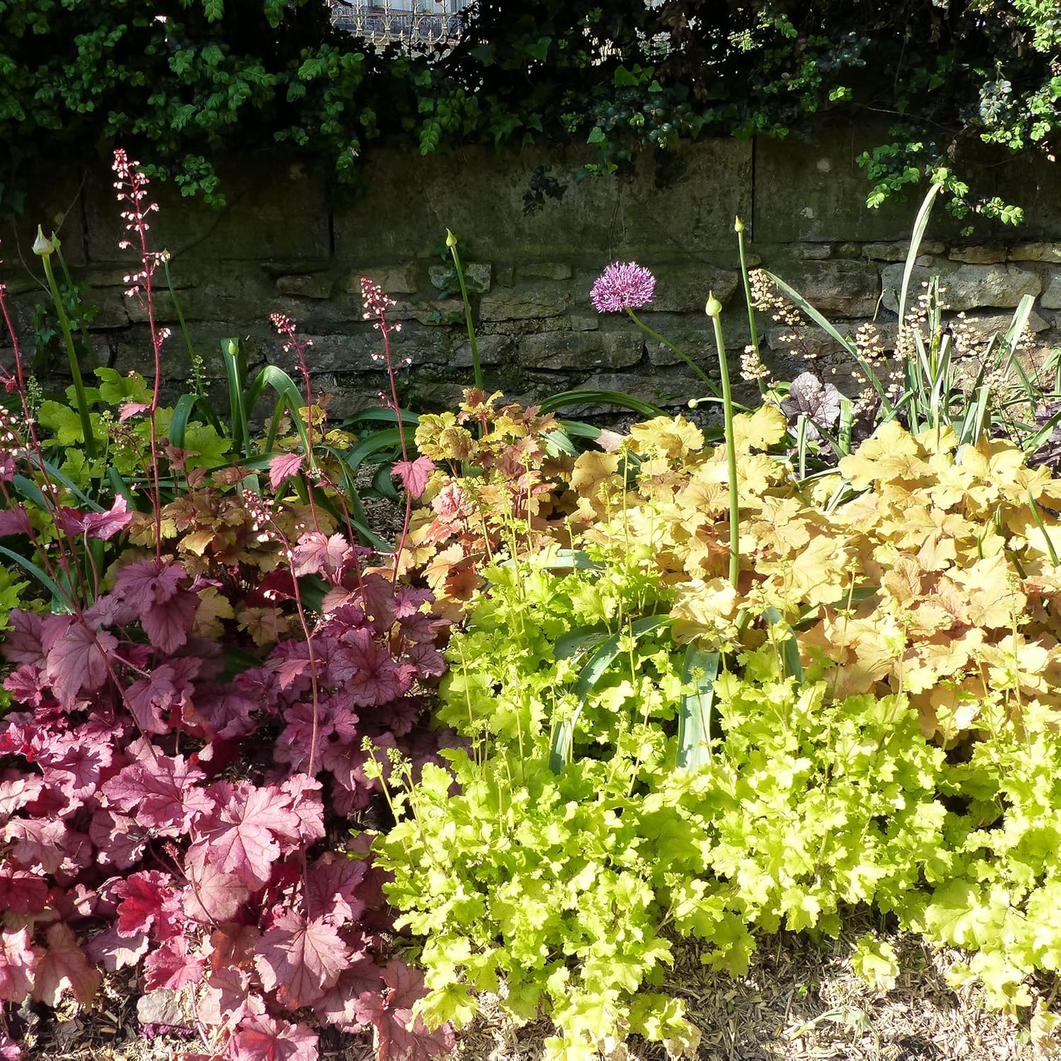 Coral Bells Seeds Heuchera Rock Geranium Perennial Low Maintenance Attracts Butterflies Deer