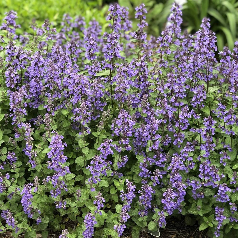 Blue Catmint for planting in flower bed