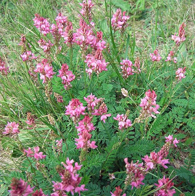 Onobrychis (Onobrychis Viciifolia) seeds for planting in home garden
