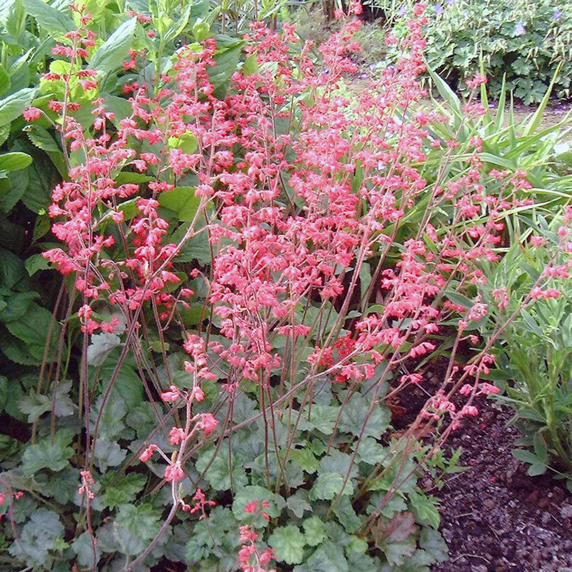 Heuchera Coral Bells Heuchera for planting in shaded garden