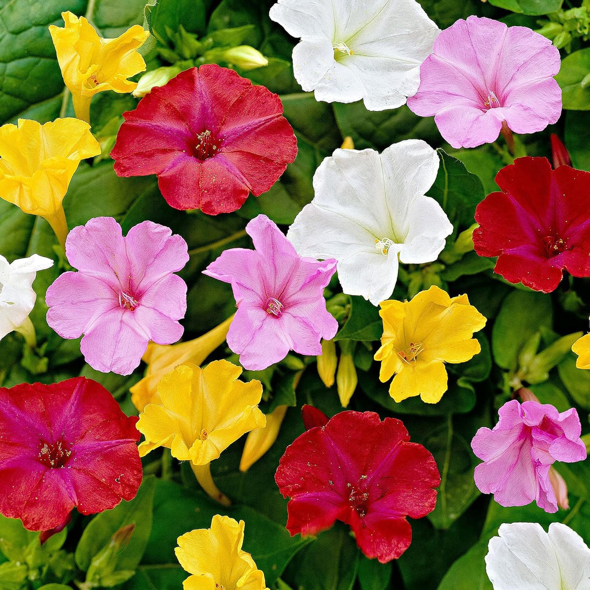 Mirabilis Jalapa Flower seeds for Planting Shade Tolerant Heirloom & GMO Free Seeds for Home Garden 
 
 Sale seeds for home garden planting