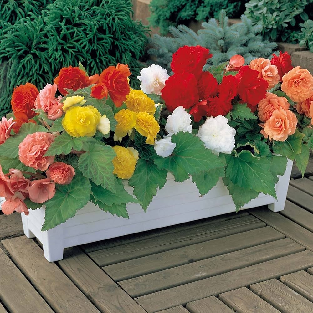 Begonia Begonia spp for planting in shaded flower garden