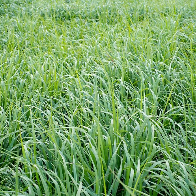 Switchgrass Panicum virgatum for planting in landscape