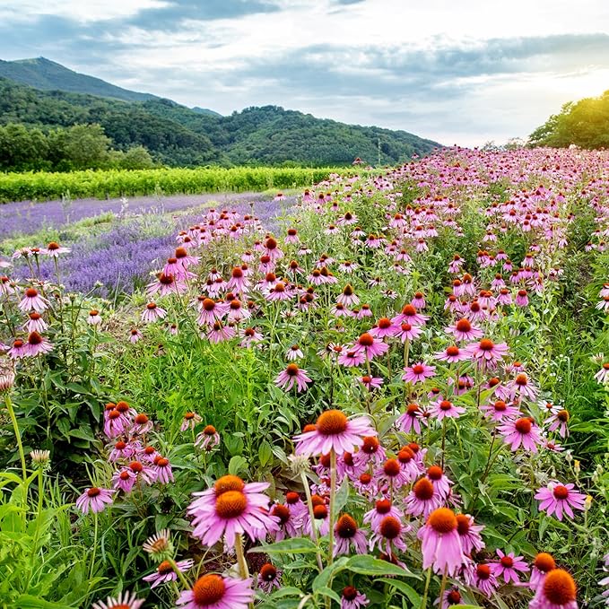 Echinacea Echinacea purpurea for planting in flower bed