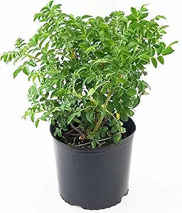 Rosa Rugosa Pink Rose Seeds for Hardy, Fragrant Roses