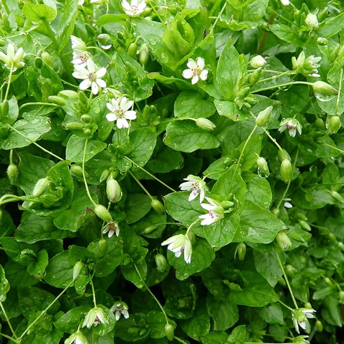 Chickweed Plant Stellaria media for planting in herb garden