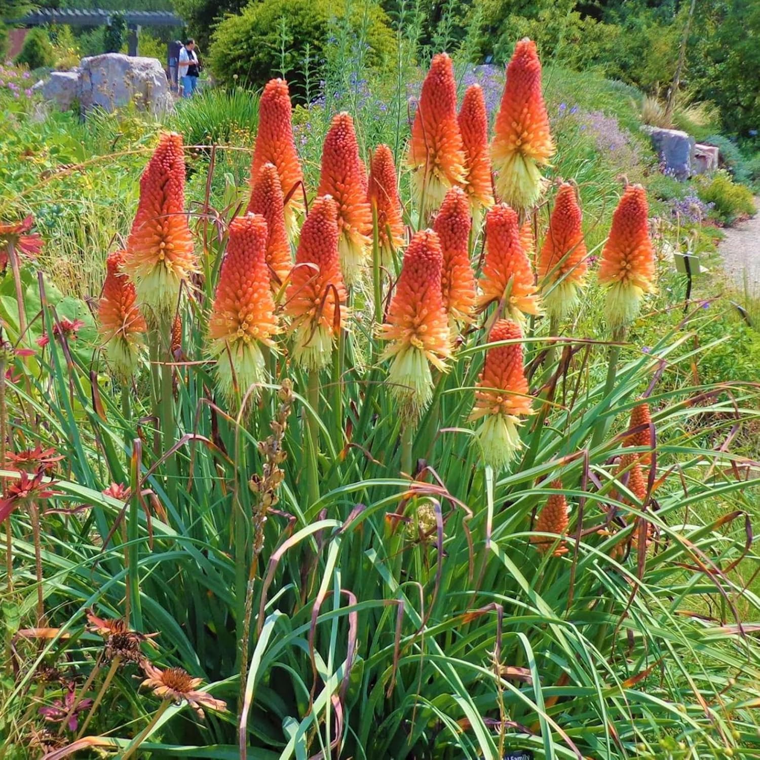 Red Hot Poker Seeds Torch Lily Kniphofia Perennial Flowering Plant Attract Hummingbirds &