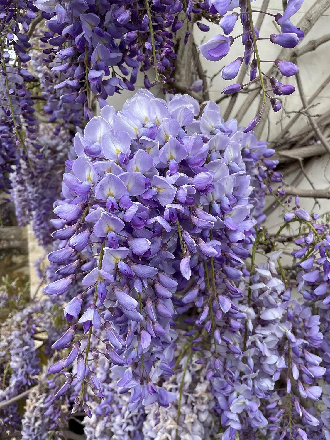 Wisteria Vine Flower seeds for Planting - Hardy Variety, Heirloom & GMO Free Seeds for Home Garden
 
 Sale seeds for home garden